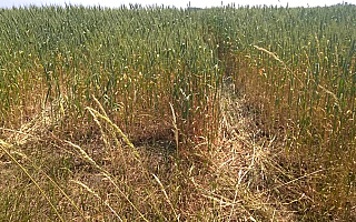 Klęska suszy rolniczej w gminie Mikołajki. Plony będą niższe nawet o 20 procent